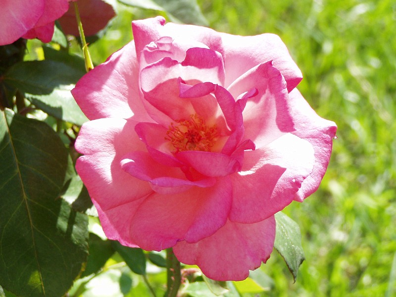 gb20060826_aromatherapy41.jpg - Aromatherapy Rose