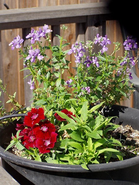 gb20060826_garden11.jpg - Planter of Nemesia (purple one), and Sweet William (red one)