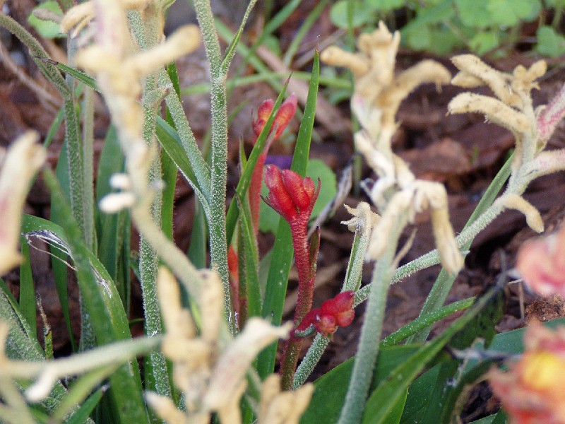 gb20060826_kangaroo_paw39.jpg - New blooms on Kangaroo Paw