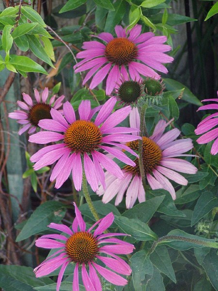 gb20060826_purple_cone_flower25.jpg - Purple Cone Flower