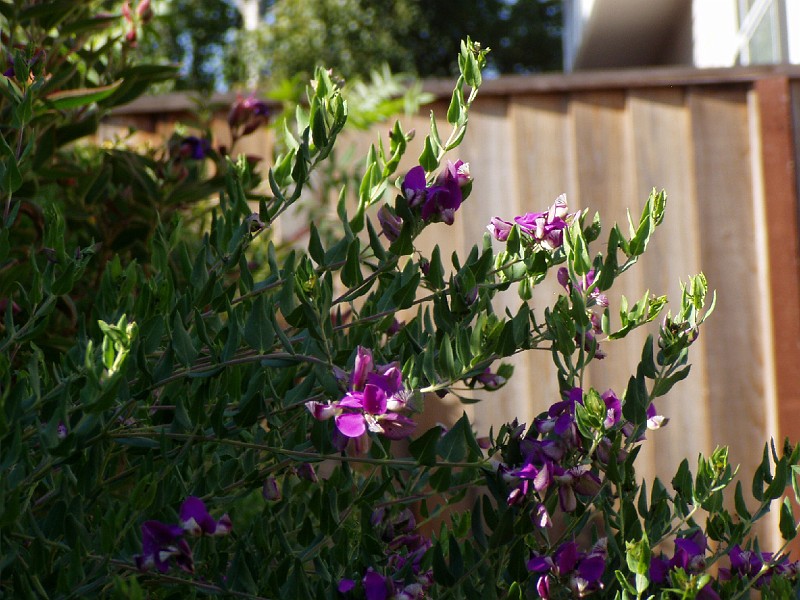 gb20060826_sweet_pea29.jpg - Sweet Pea Shrub