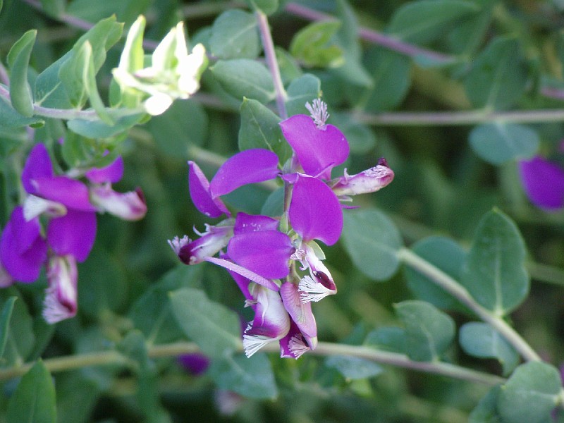 gb20060826_sweet_pea33.jpg - Sweet Pea Shrub