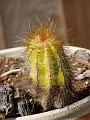 gb20060826_cactus18