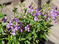 gb20060826_nemesia14