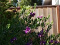 gb20060826_sweet_pea29