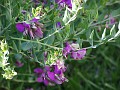 gb20060826_sweet_pea32
