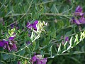 gb20060826_sweet_pea_wasp31