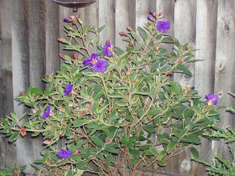 gb20060828_garden02.jpg