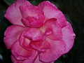 gb20060828_garden06