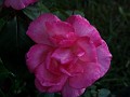 gb20060828_garden07