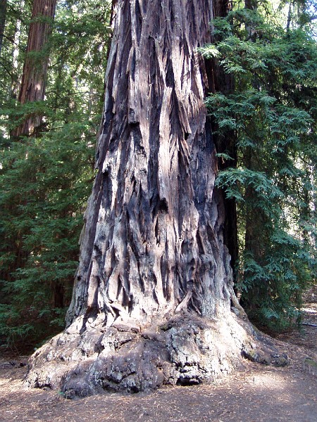 bigbasin_05.jpg