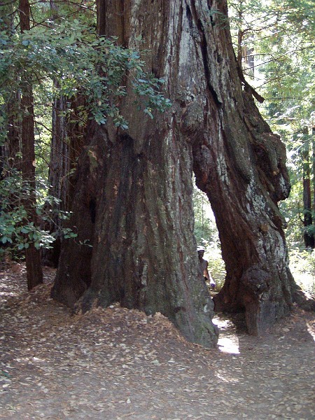 bigbasin_06.jpg - Clint in a big tree.