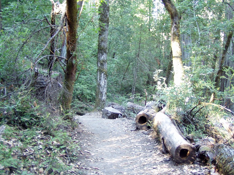 bigbasin_07.jpg