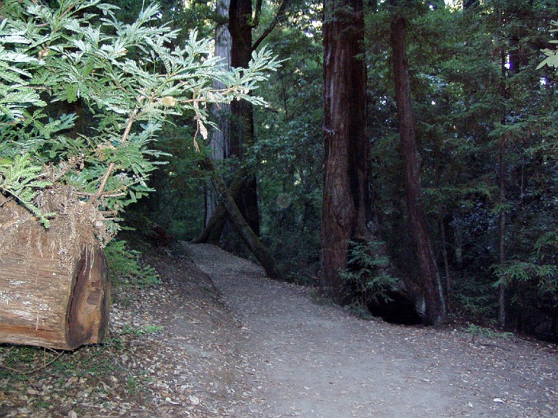 bigbasin_08.jpg