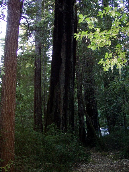 bigbasin_12.jpg