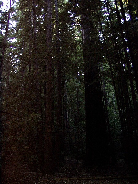 bigbasin_13.jpg