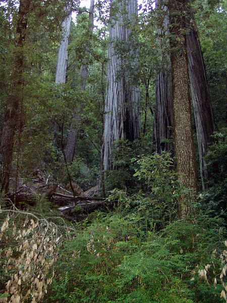 bigbasin_21.jpg