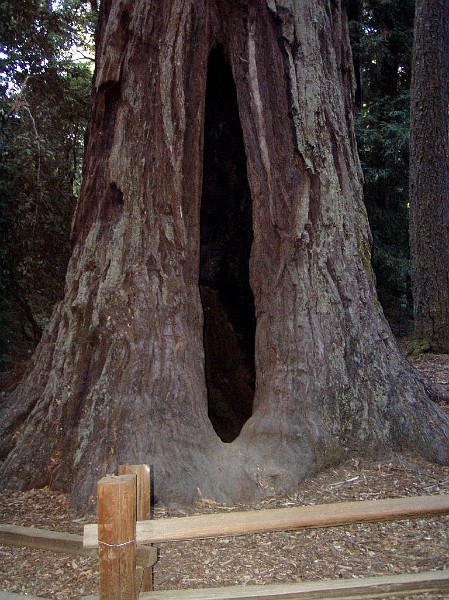 bigbasin_22.jpg