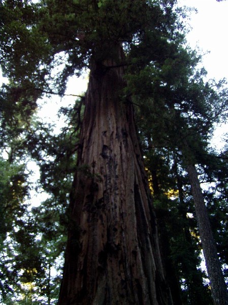 bigbasin_23.jpg