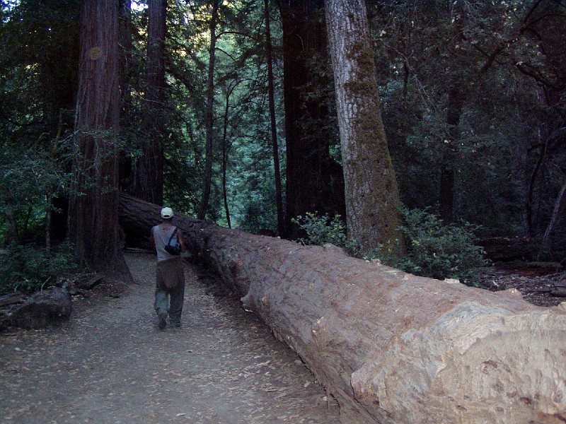 bigbasin_26.jpg