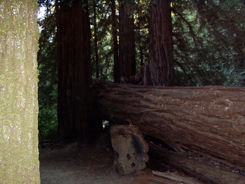 bigbasin_27.jpg