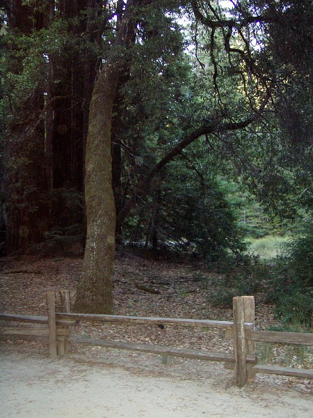bigbasin_28.jpg