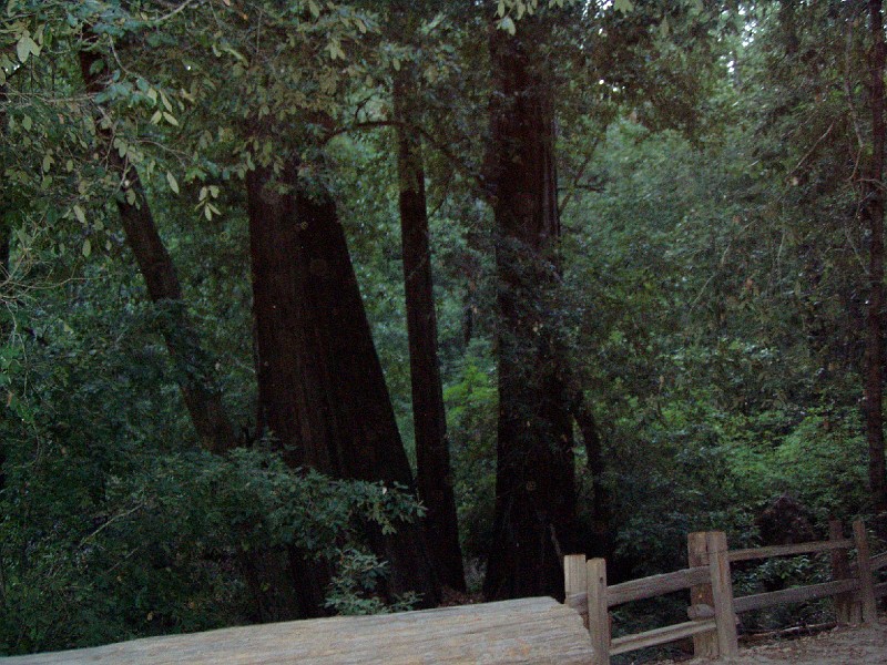 bigbasin_29.jpg
