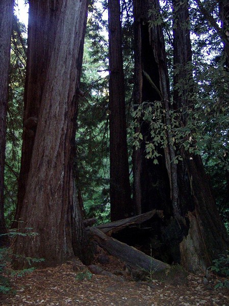 bigbasin_30.jpg