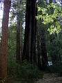 bigbasin_12