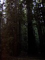 bigbasin_13