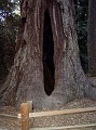 bigbasin_22