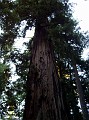 bigbasin_23