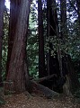 bigbasin_30