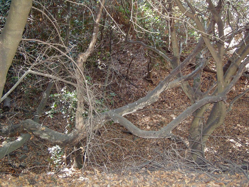 chabot_20031011_0.jpg