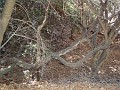 chabot_20031011_0
