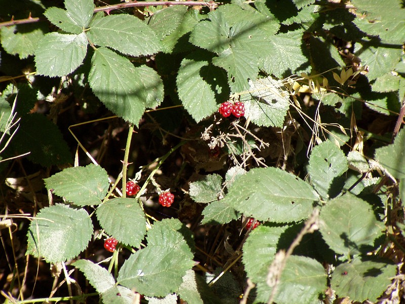 doncastro_20031025_013.jpg
