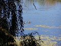 doncastro_20031025_019
