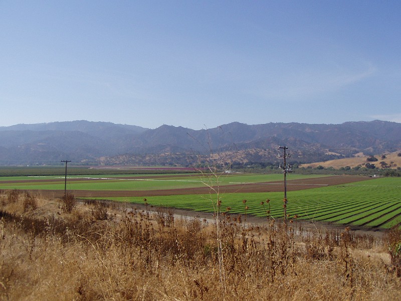 pinn01.jpg