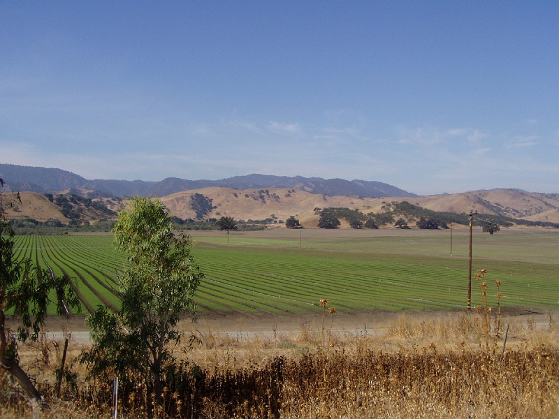 pinn03.jpg