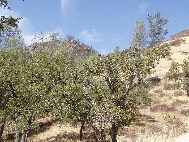 pinn07.jpg