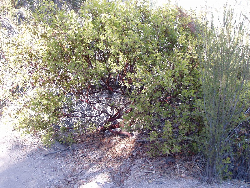 pinn63.jpg