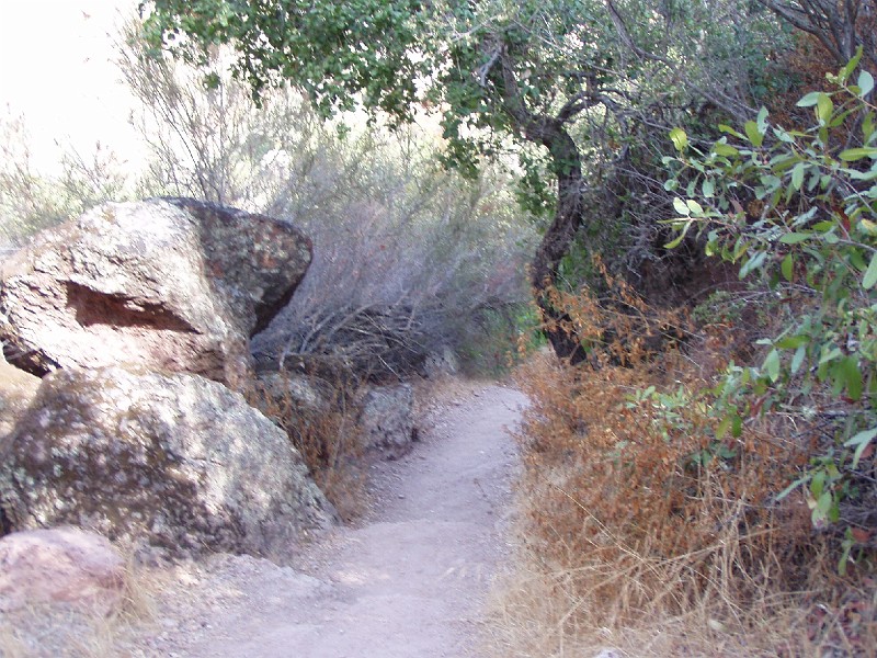 pinn67.jpg