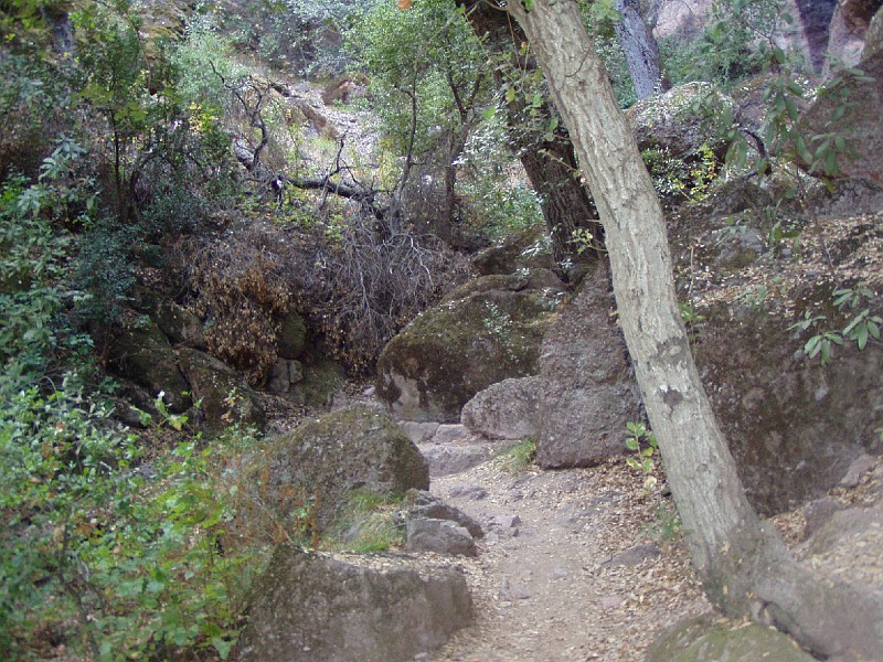 pinn75.jpg