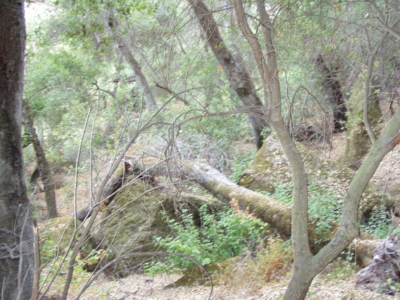 pinn76.jpg