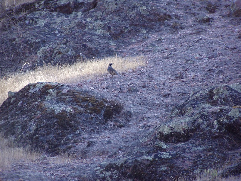 pinn87.jpg