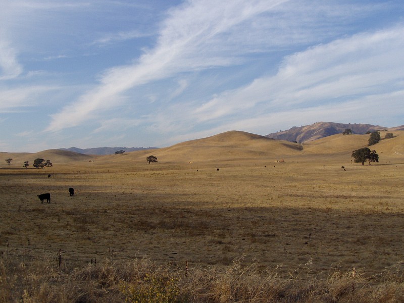 pinn95.jpg