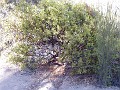 pinn63