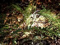 point_reyes_31
