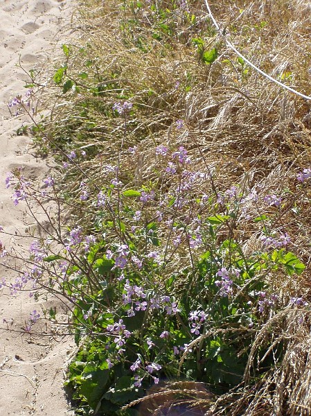 venice_beach_20040612_39.jpg