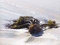 venice_beach_20040612_16
